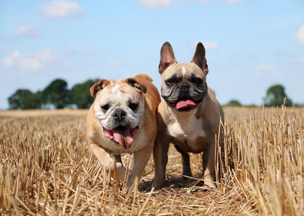 An English bulldog (left) and a French bulldog (right) in a dry field.