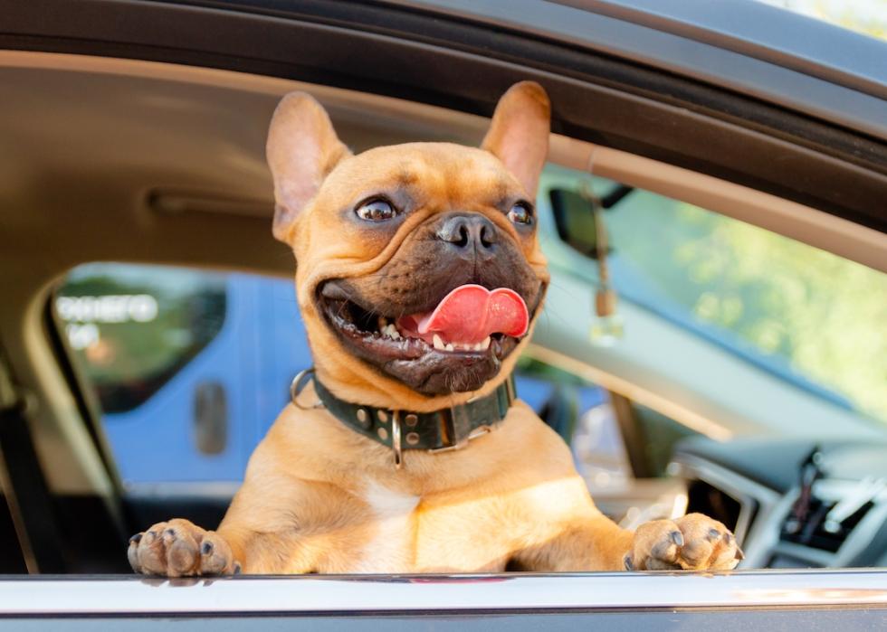 French Bulldog in the car with its tongue hanging as it peers out the window.