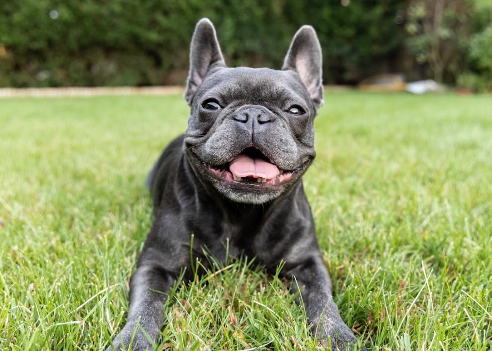 A French bulldog enjoys a sunny day in the grass.