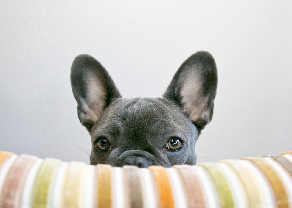 A blue French bulldog peeks over a striped pillow cover.