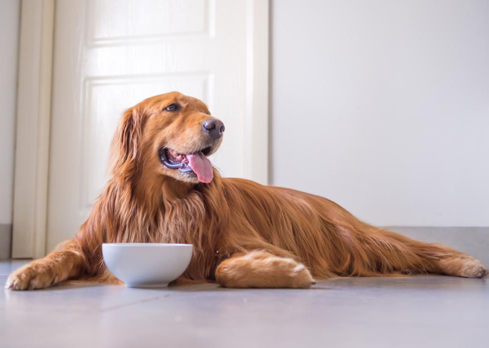 Golden retriever on the kitchen floor with a bowl.