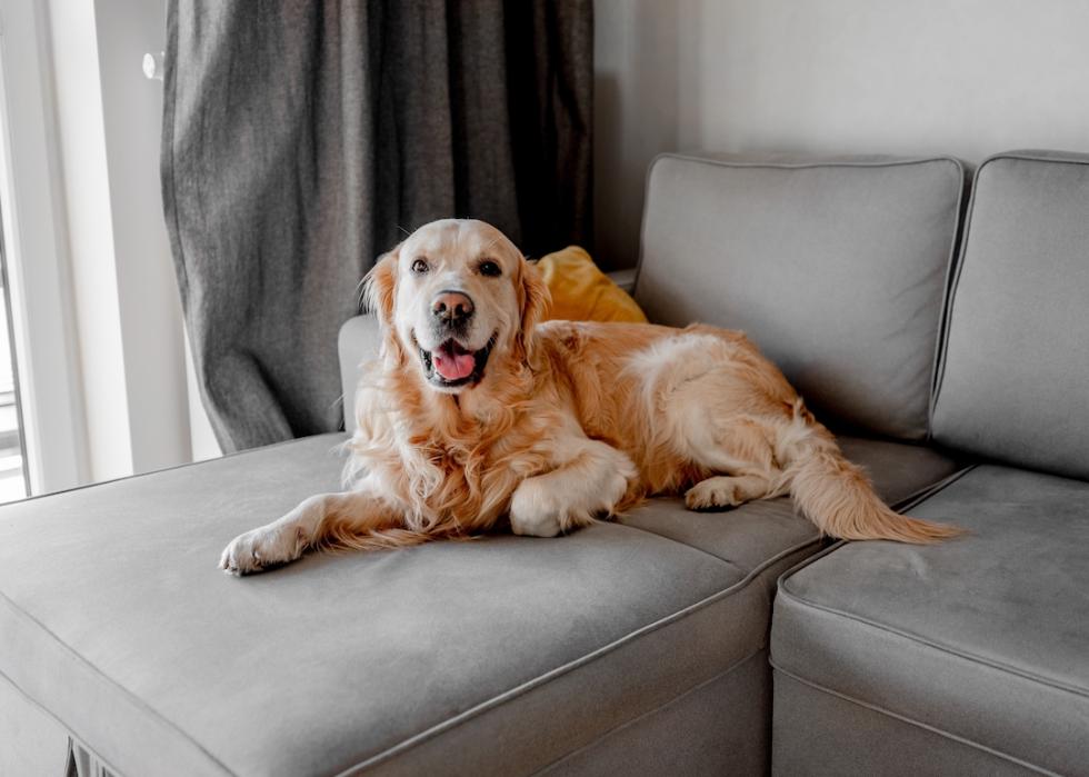 Golden retriever dog lying on sofa at home and looking at camera.