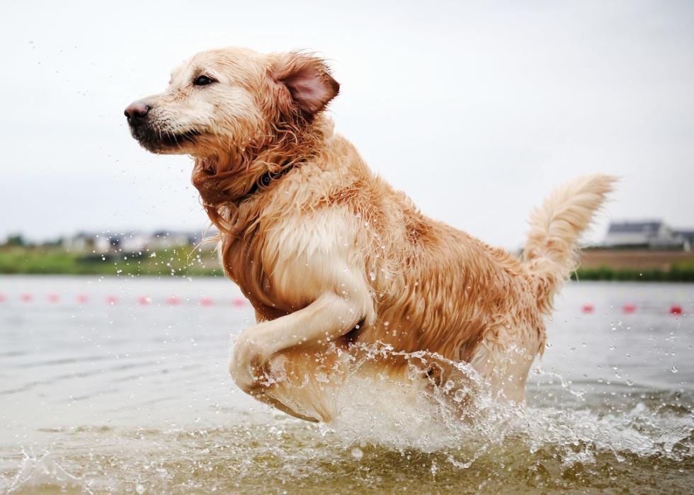Golden retriever running and playing in the water.