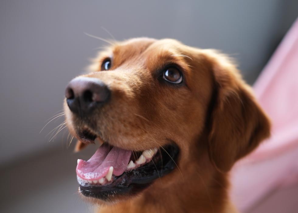 Close-up portrait of the muzzle of a golden retriever breed with an open mouth.