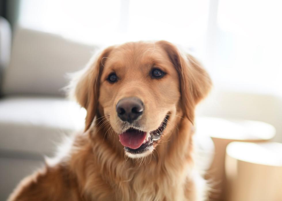 A cheerful golden retriever smiling at home.