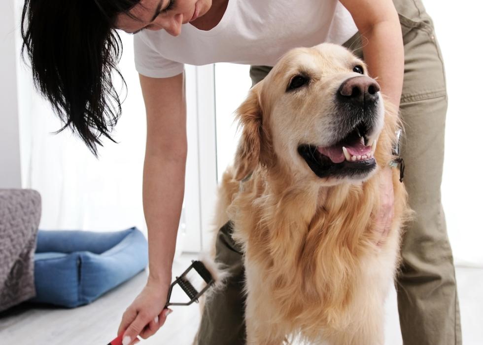 Owner gently brushing the fur of her golden retriever at home.