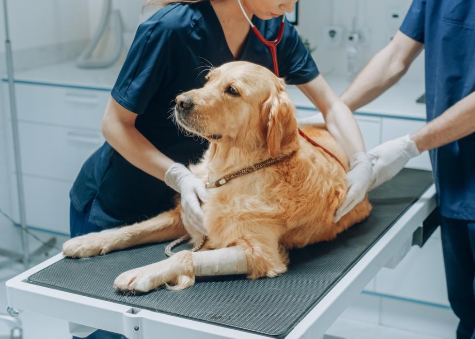 Veterinarian inspecting a golden retriever with a stethoscope on an exam table.