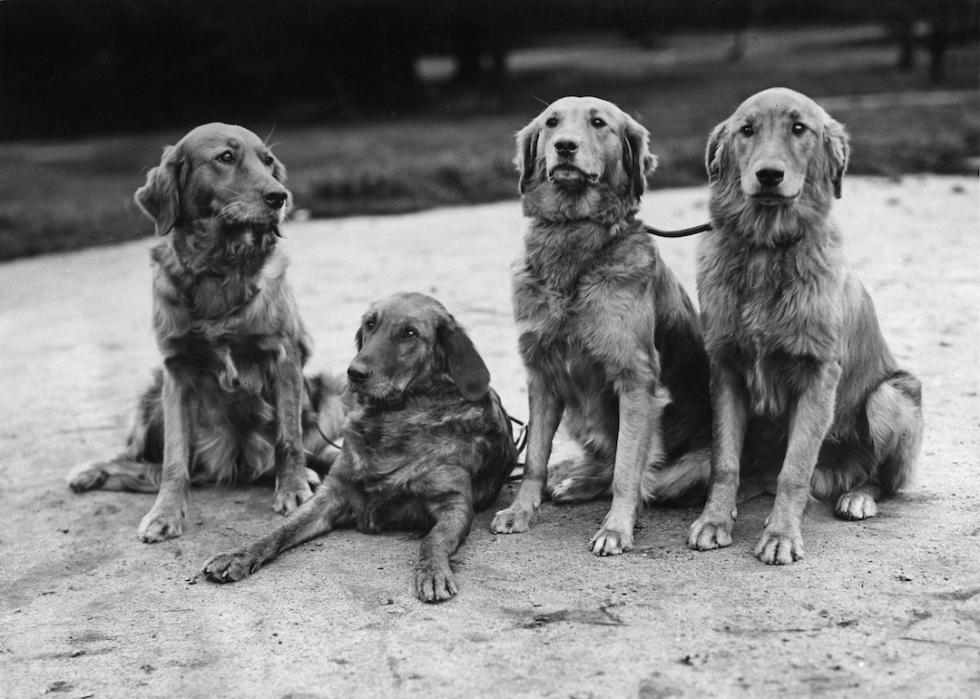 Black and white photo of four golden retriever dogs.