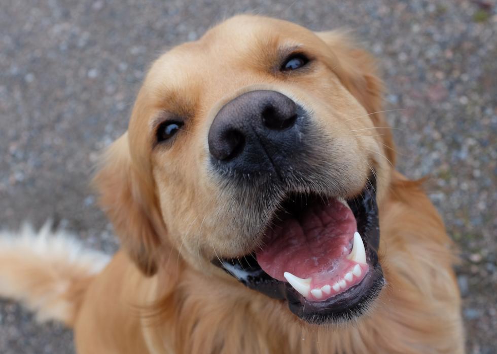 A cheerful golden retriever with a big smile.
