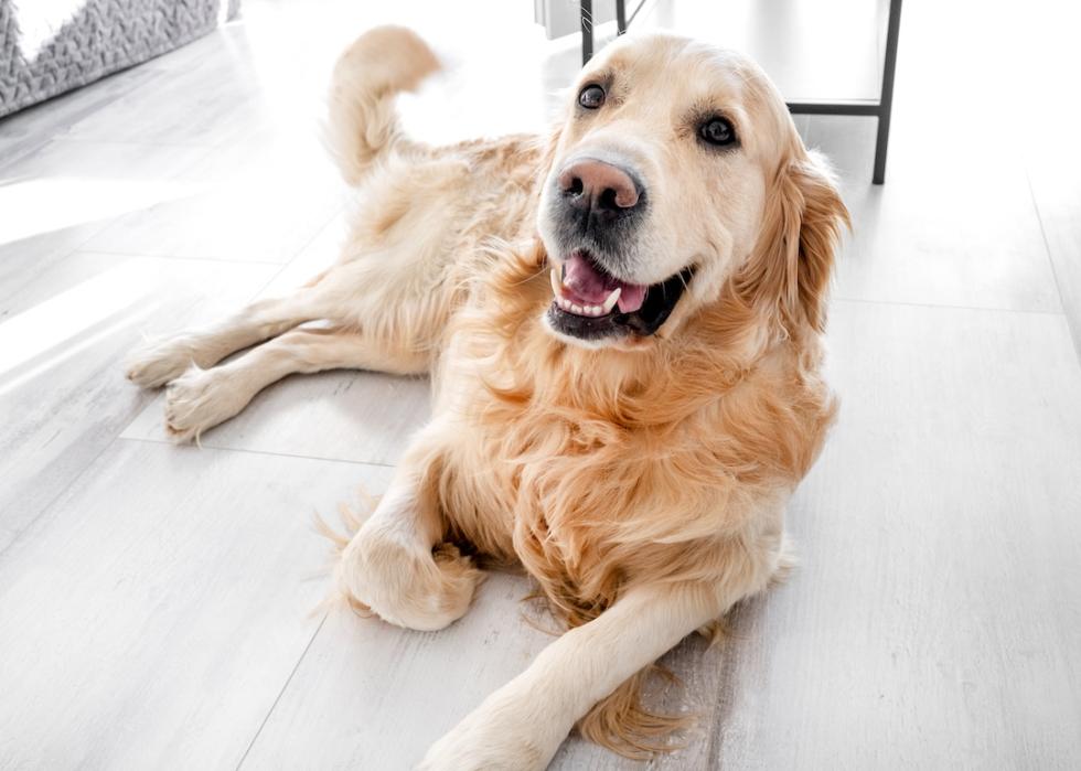 Golden retriever dog resting at home.