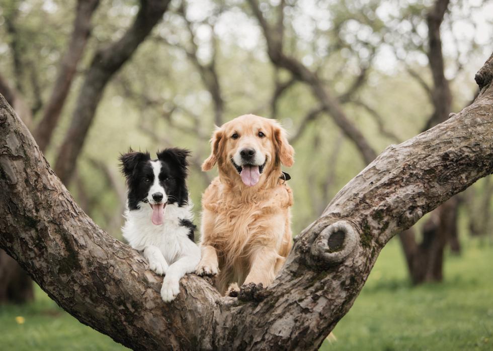Black and white border collie and a golden retriever sitting in a tree.