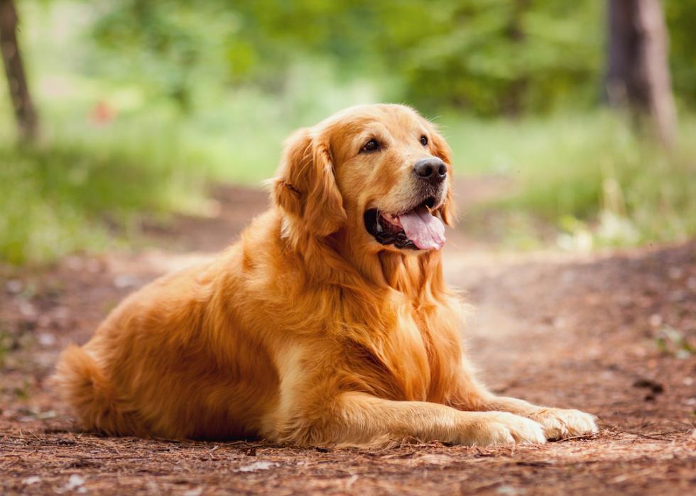 Portrait of golden retriever lying down outside.
