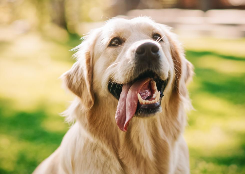 Golden retriever sitting, looking up, with their tongue hanging out.