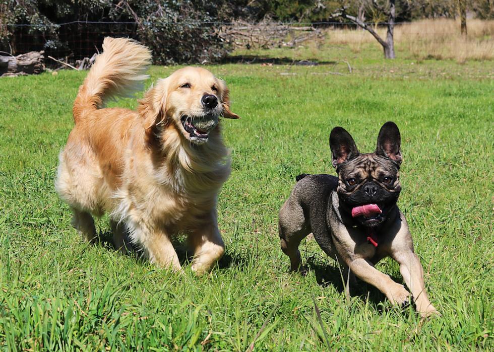 Golden retriever and a French bulldog running outside.
