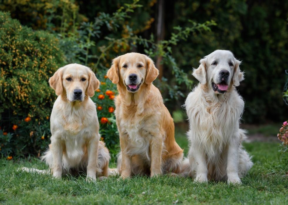 Three golden retriever dogs of three colors on a walk in the evening at sunset in the park.