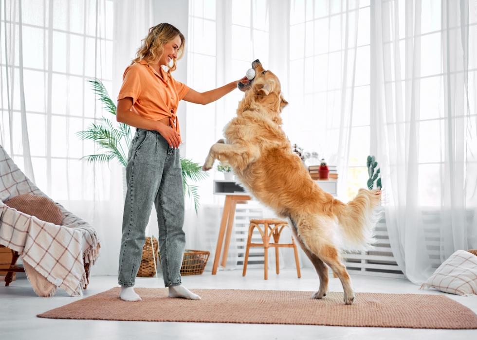 Owner playing with golden retriever at home.