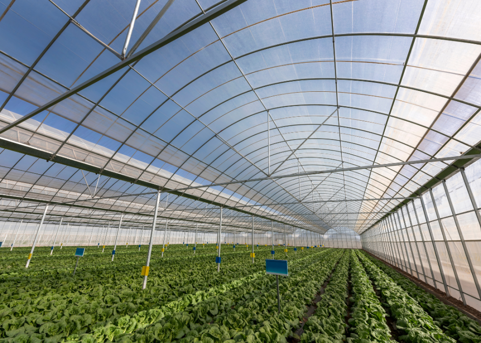 Greenhouse grow vegetables.