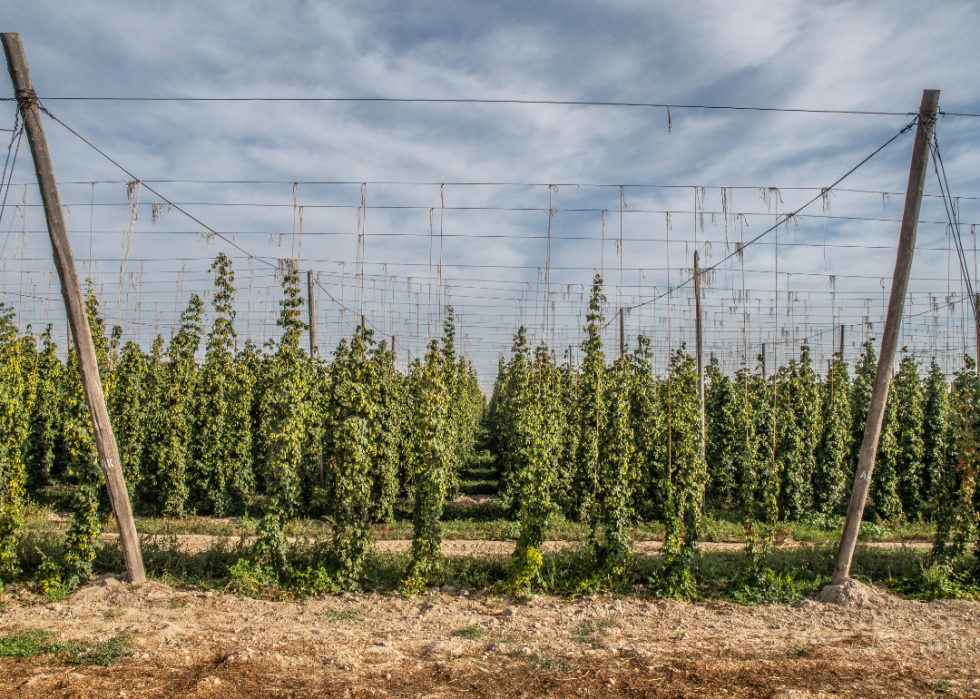 Hops growing in field.