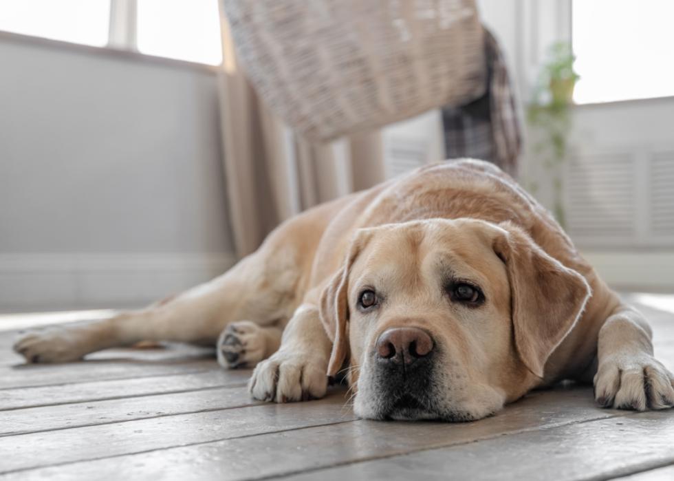 A blonde Labrador retriever lies on a wooden floor inside.
