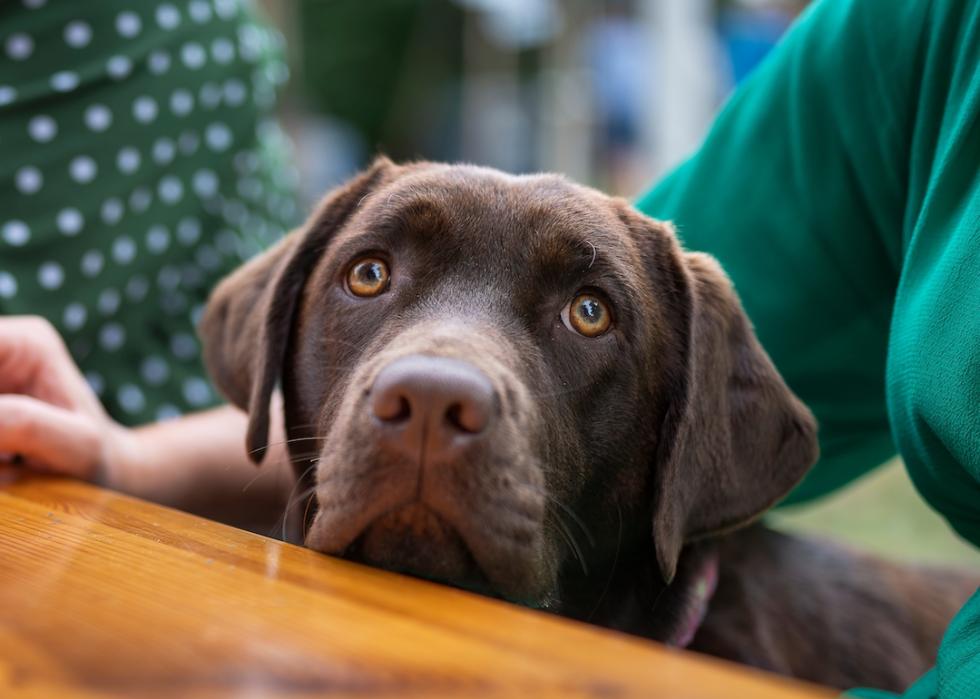 Portrait of chocolate labrador retriever sitting and looking at the camera.