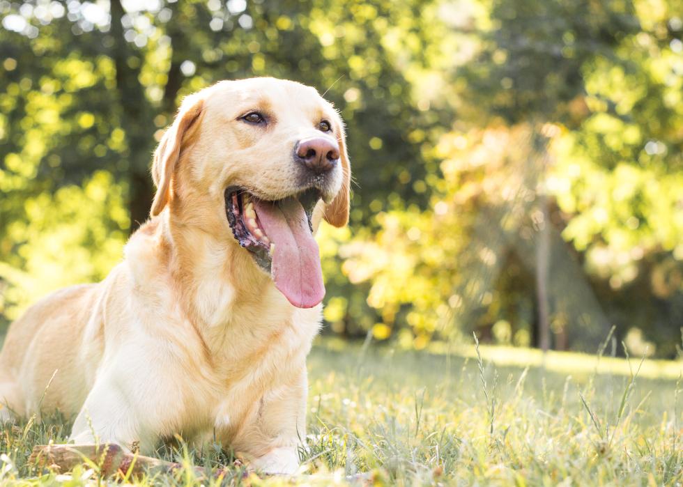 Smiling labrador retriever in a park.