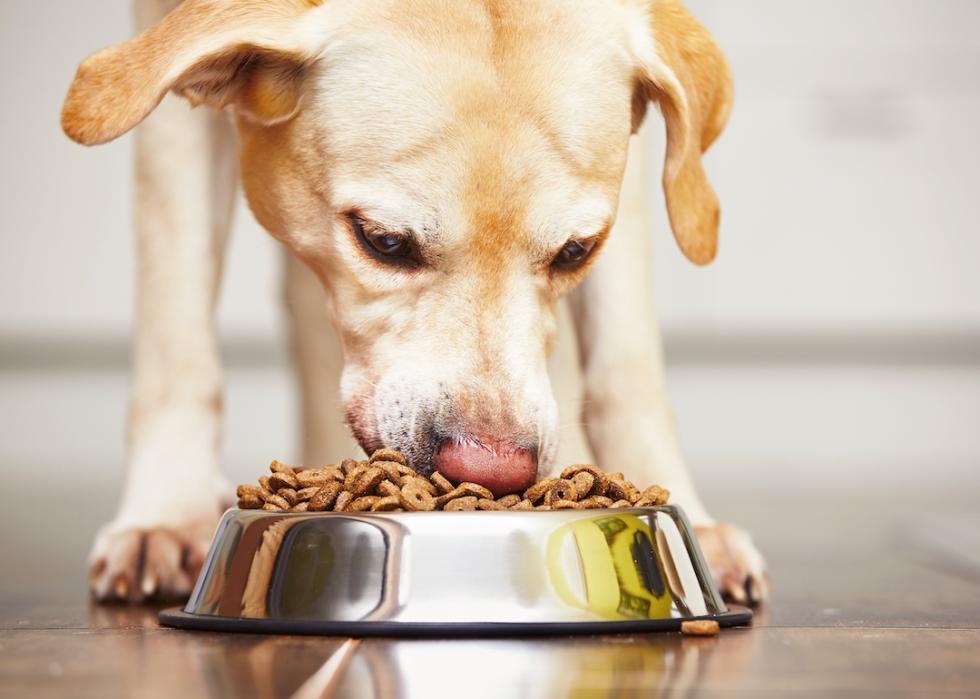 Hungry labrador retriever is eating kibble from a bowl.