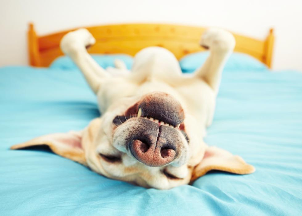 White labrador retirever lying on back on the bed.