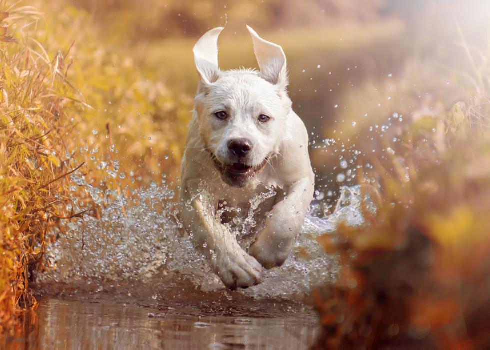 A young labrador retriever runs through a river in autumn.
