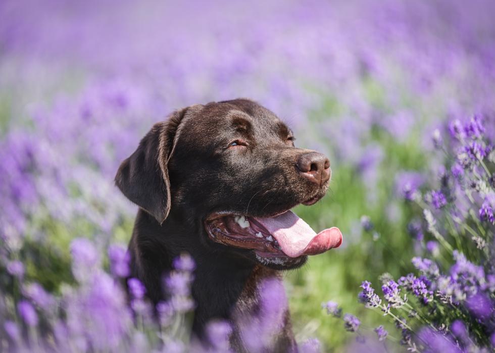 Happy brown labrador retriever smiling in a lavender field.