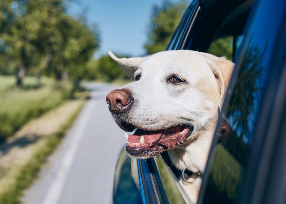 Labrador retriver sticks their head out the window during a car ride.