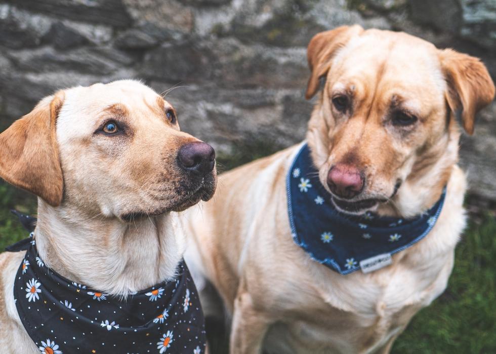Two labradors retrievers looking up, wearing matching handkerchiefs.