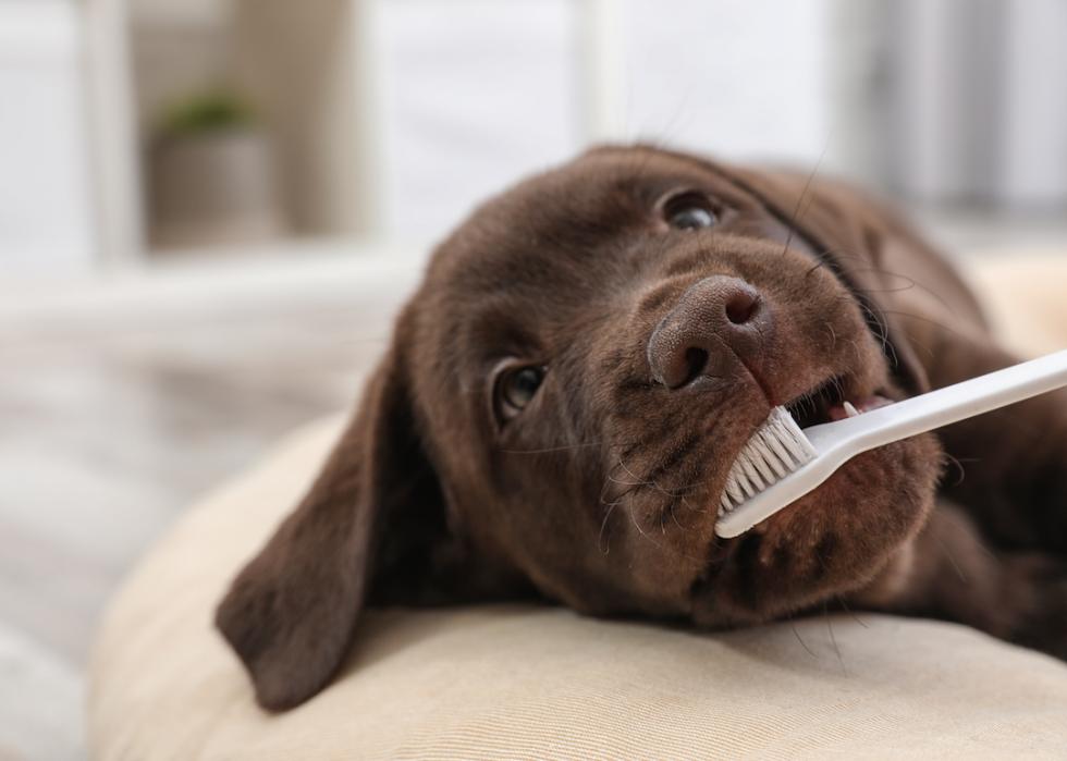 A chocolate labratdor retriever gets its teeth brushed.