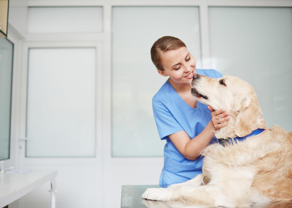 A veterinarian in blue uniform hugging and talking to white fluffy labrador lying on an exam table during their check-up.