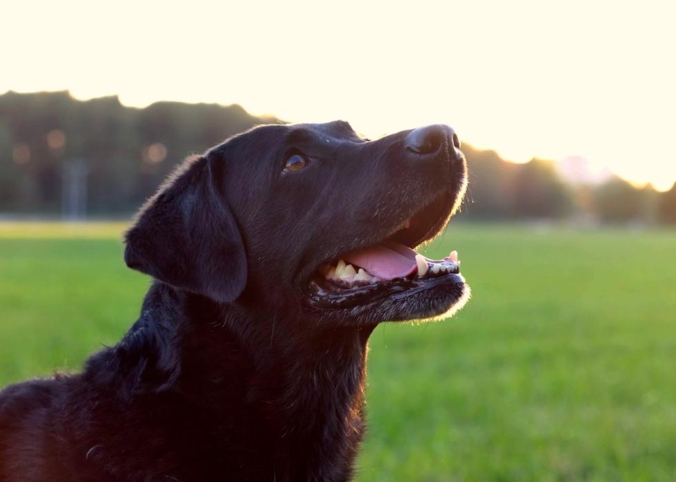 Portrait of black labrador retriever during sunset on a field.