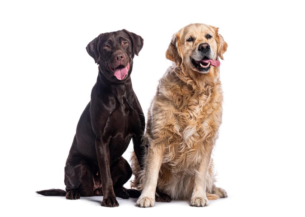 Two dogs, a chocolate labrador retriever and a golden retriever, are sitting together, panting with tongues out, against a white backdrop.
