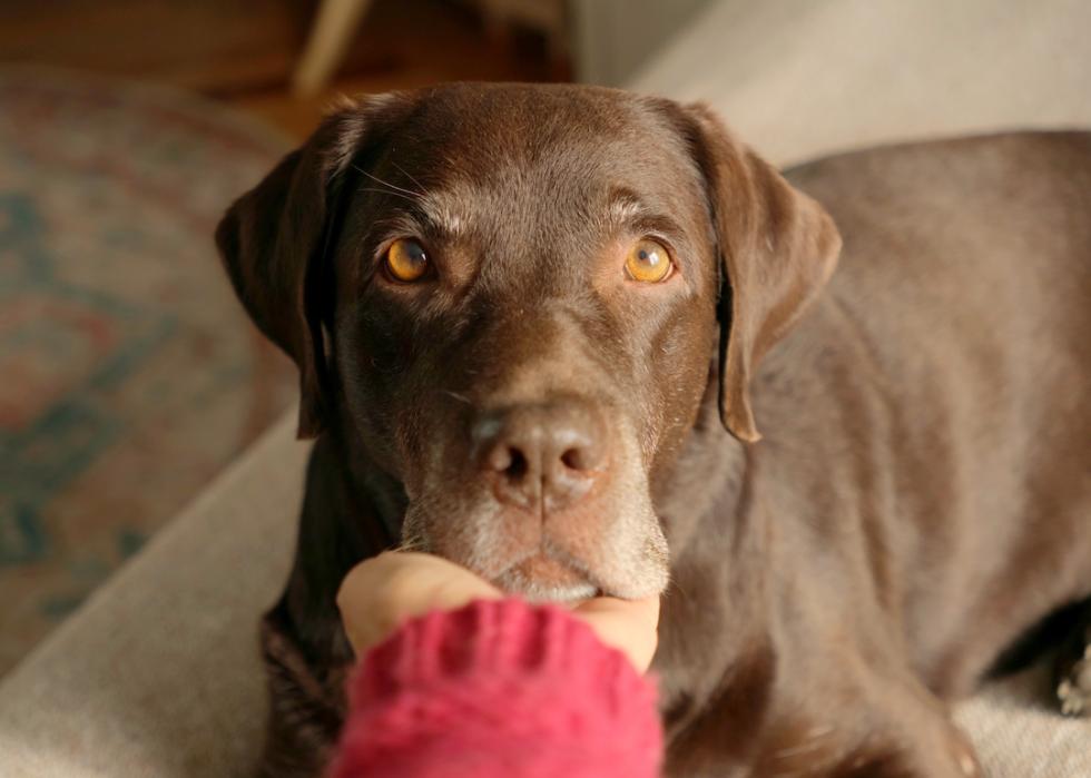 Close-up of a chocolate labrador retriever holding their head in their owner's hand.