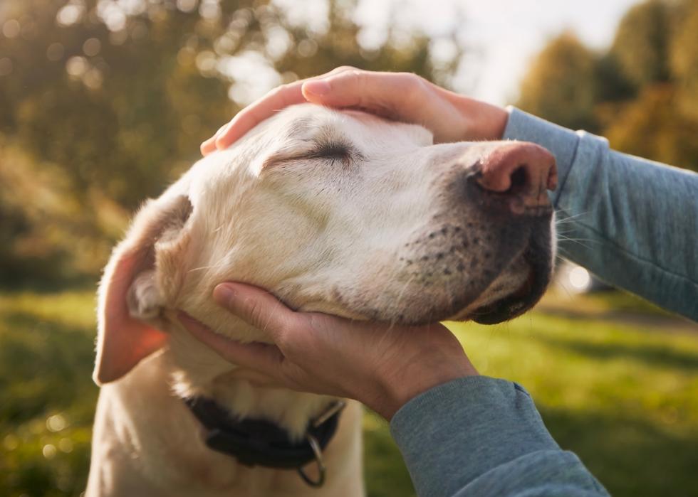 A white labrador retriever enjoying a sunny autumn day with their owner.