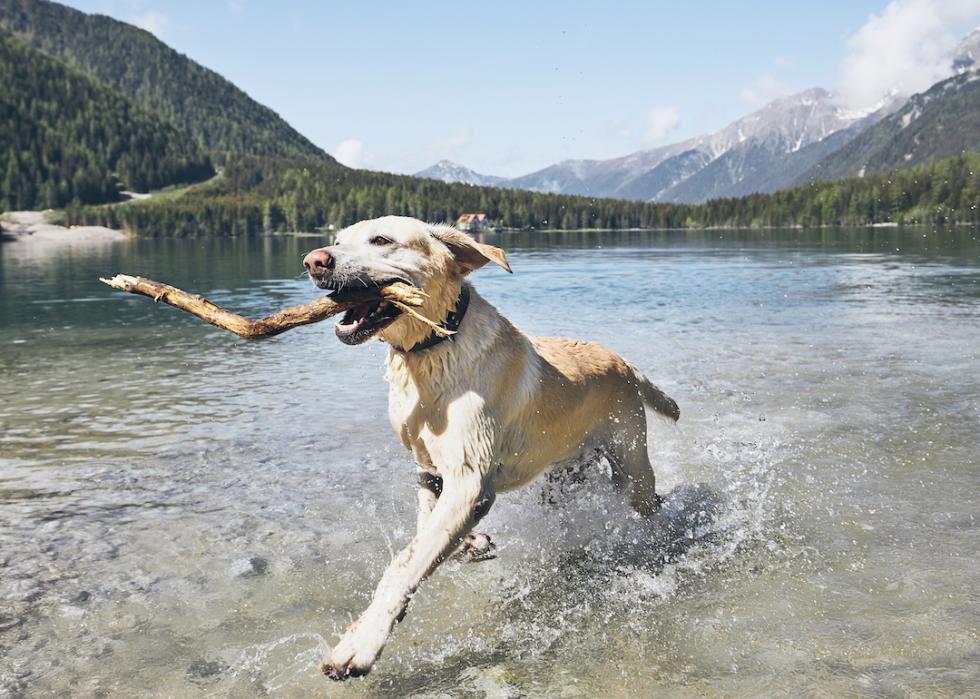 Happy labrador retriever running in lake with a stick in their mouth.