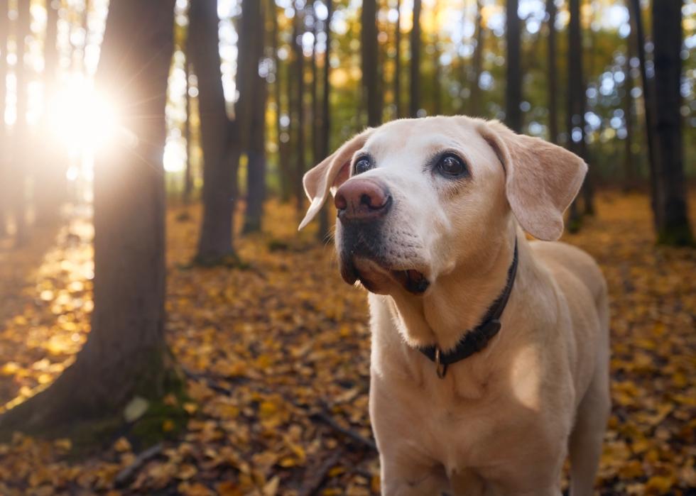 Labrador retriver during walk in the forest in autumn.