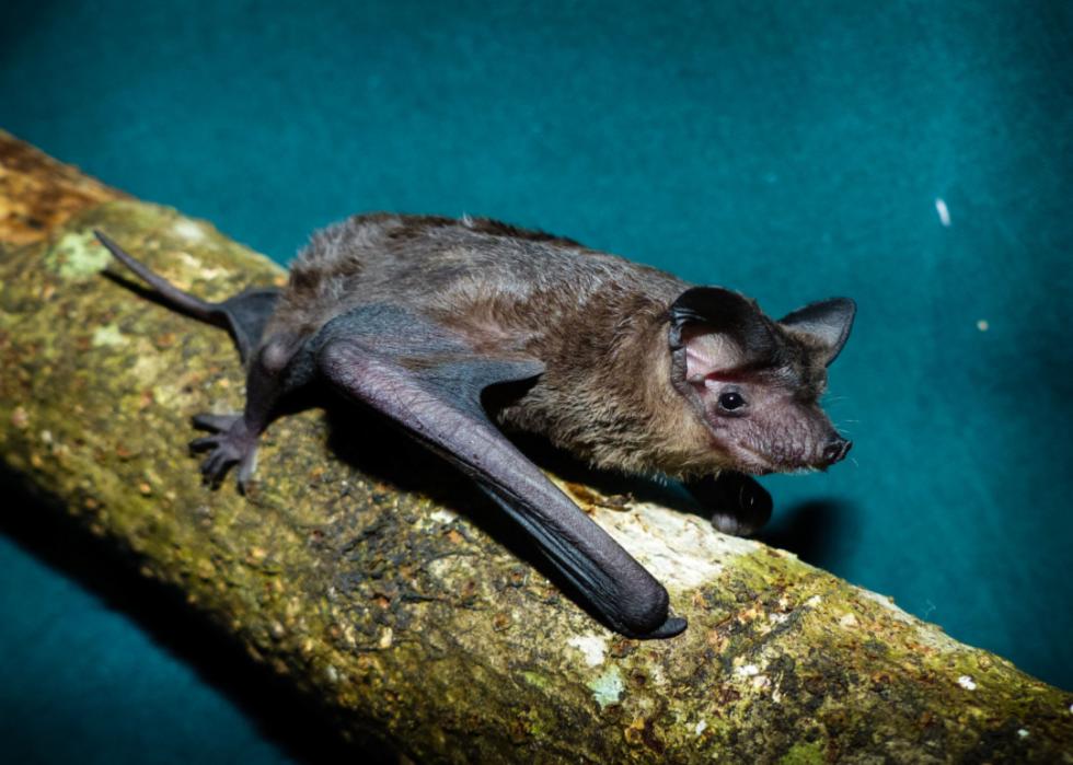 A microbat on a mossy tree.