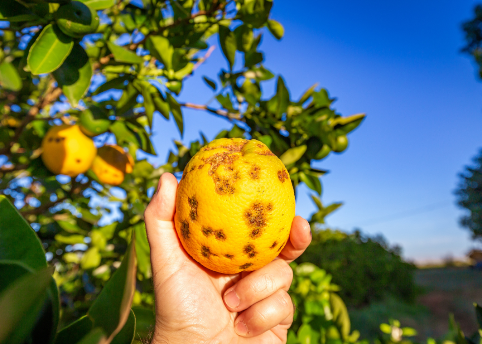 Brown spots on the skin of the orange.