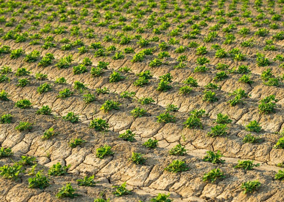 Rows of peanut plants growing in arid soil.