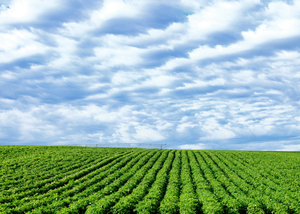 Rows of potatoes on a farm.