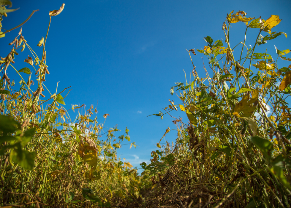 Soy plantation.