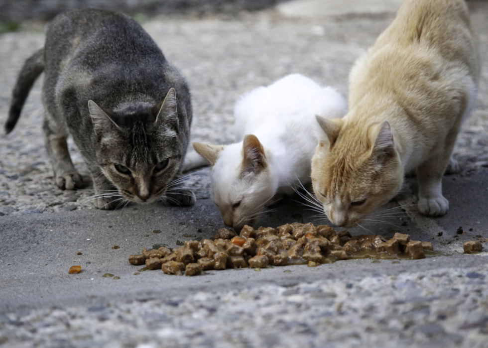 Street cats eating cat food of the street.