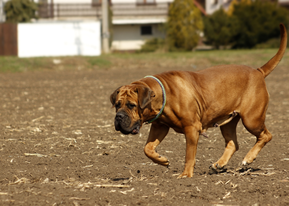 A Boerboel walking outside a house