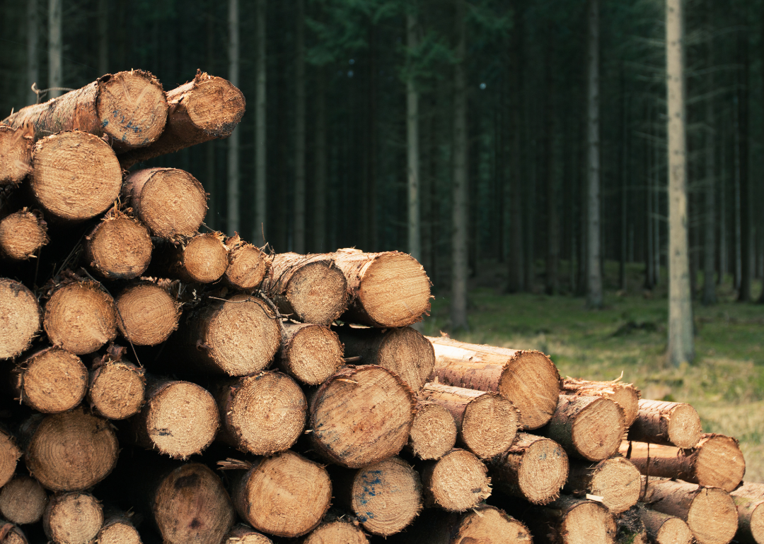 A pile of logs await processing.