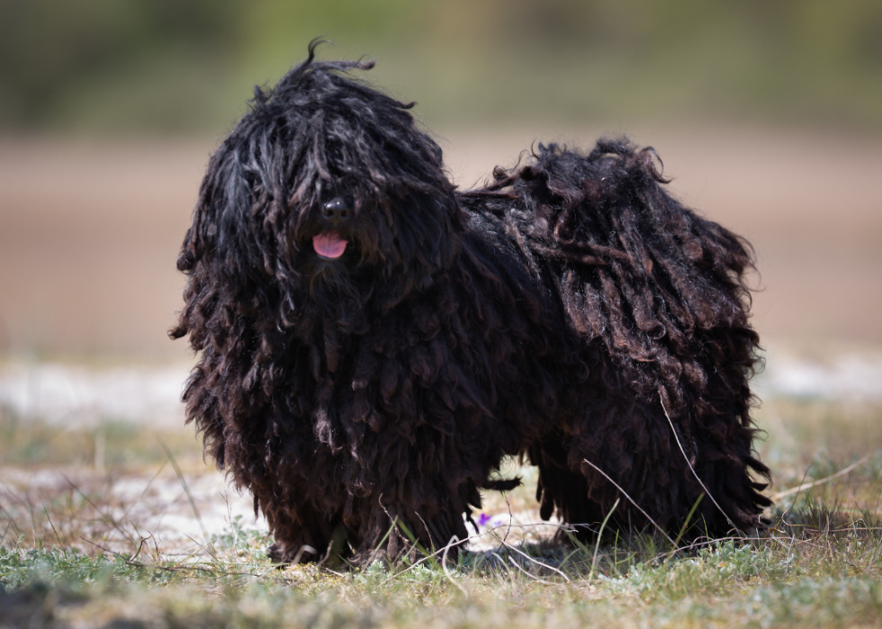 A Puli dog outdoors in nature