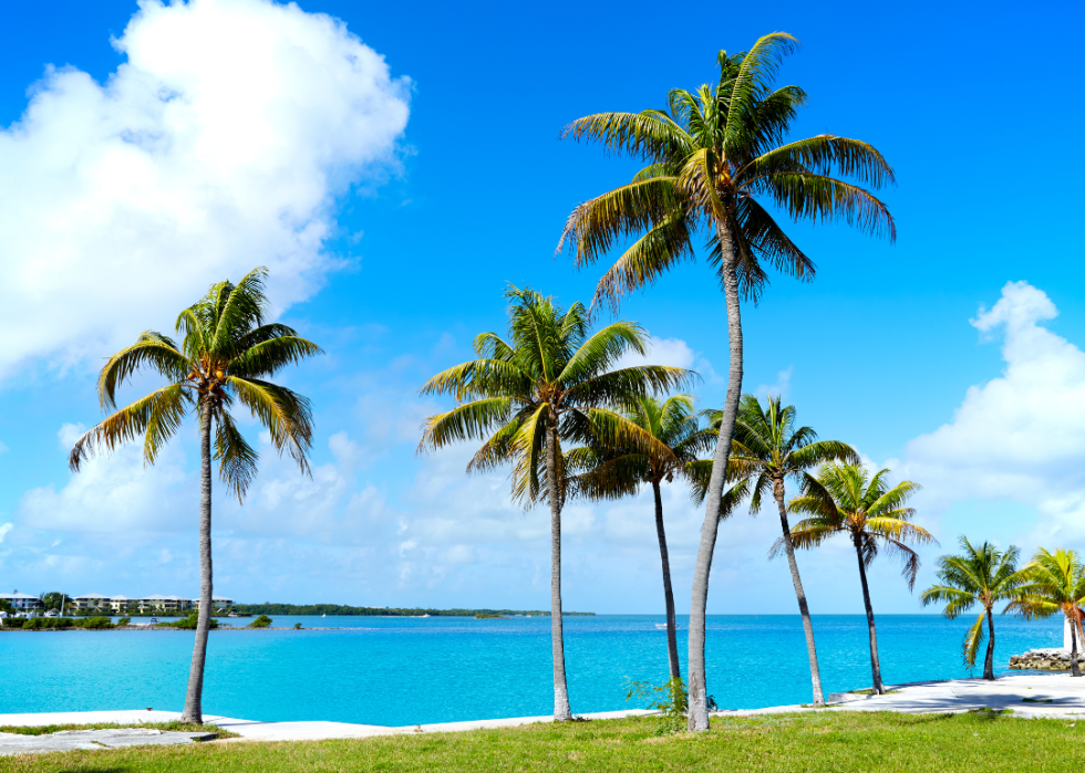 Palm trees along the coast of the Florida Keys.