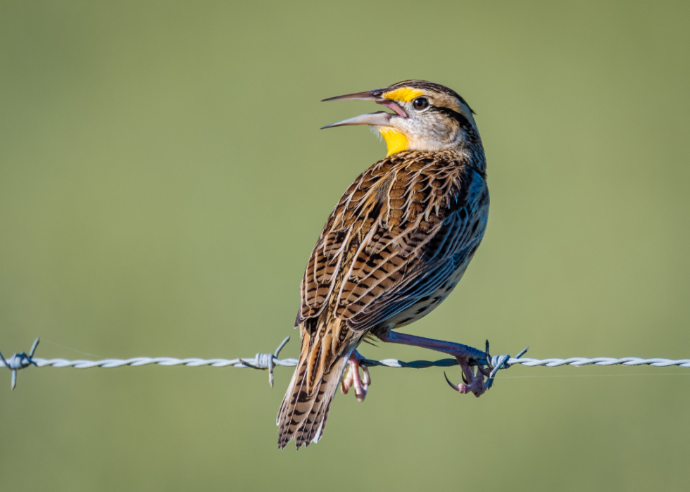 An Eastern meadowlark sitting on a wire.